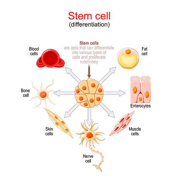 https://www.eliteregen.com/wp-content/uploads/2022/12/Stem-cell-differentiation.jpg